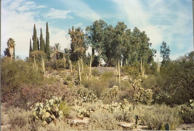 McKnight,Tom-TucsonAZVisit2-ViewOfProperty.jpg
