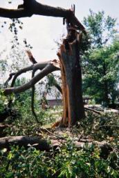Strong,Louise-WindStorm-Jul2003-R1-034-15A.jpg