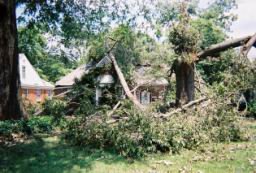 Strong,Louise-WindStorm-Jul2003-R1-048-22A.jpg
