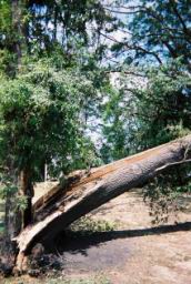 Strong,Louise-WindStorm-Jul2003-R1-070-33A.jpg