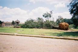 Strong,Louise-WindStorm-Jul2003-R1-072-34A.jpg